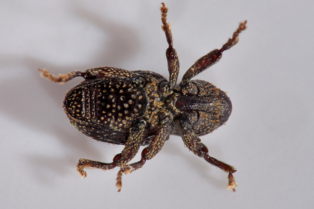 Curculionidae: Acallorneuma reitteri